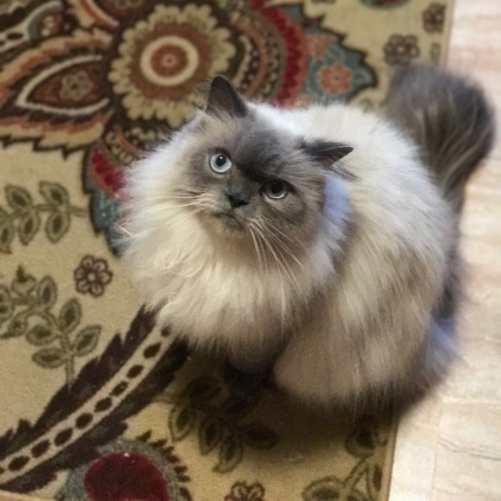 Meet your Posher, James